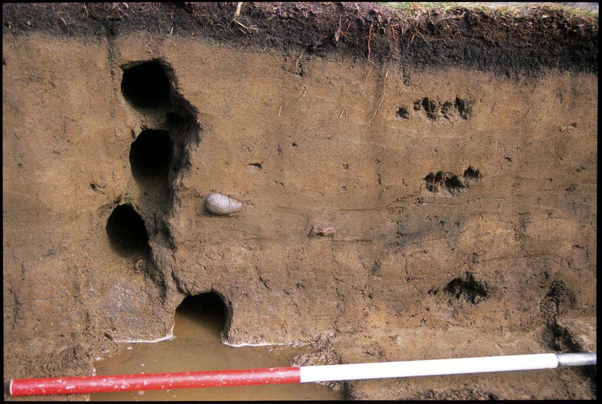 Burry Holms, Gower. 2001 Trench 4. Section at the east of the trench. Showing Ed Rhodes and Richard Mourne's sample holes. Sequence shot 5.