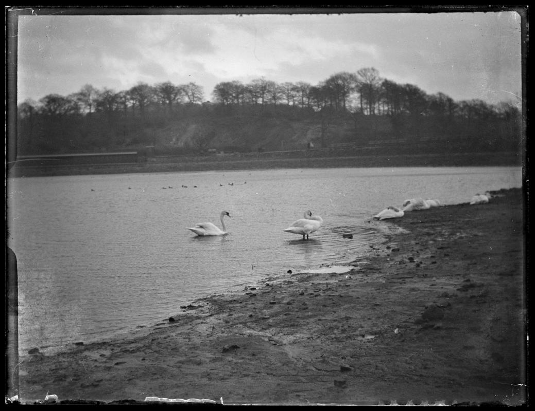 Mute Swans, glass negative