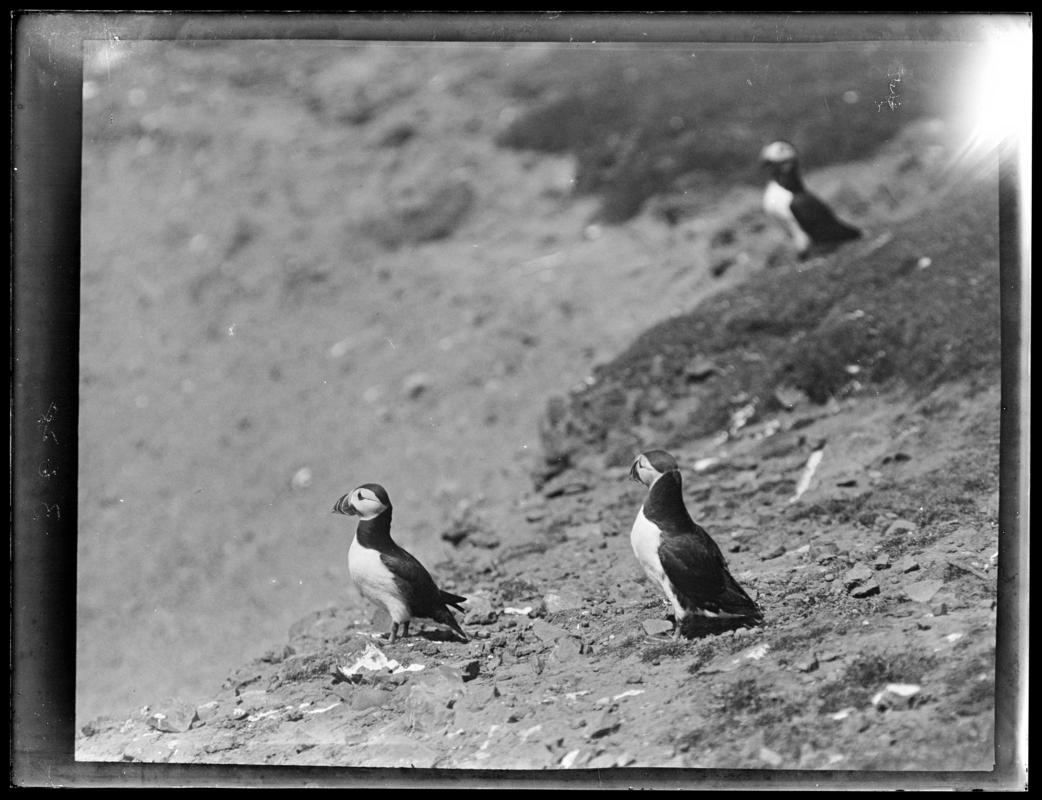 Puffins, glass negative