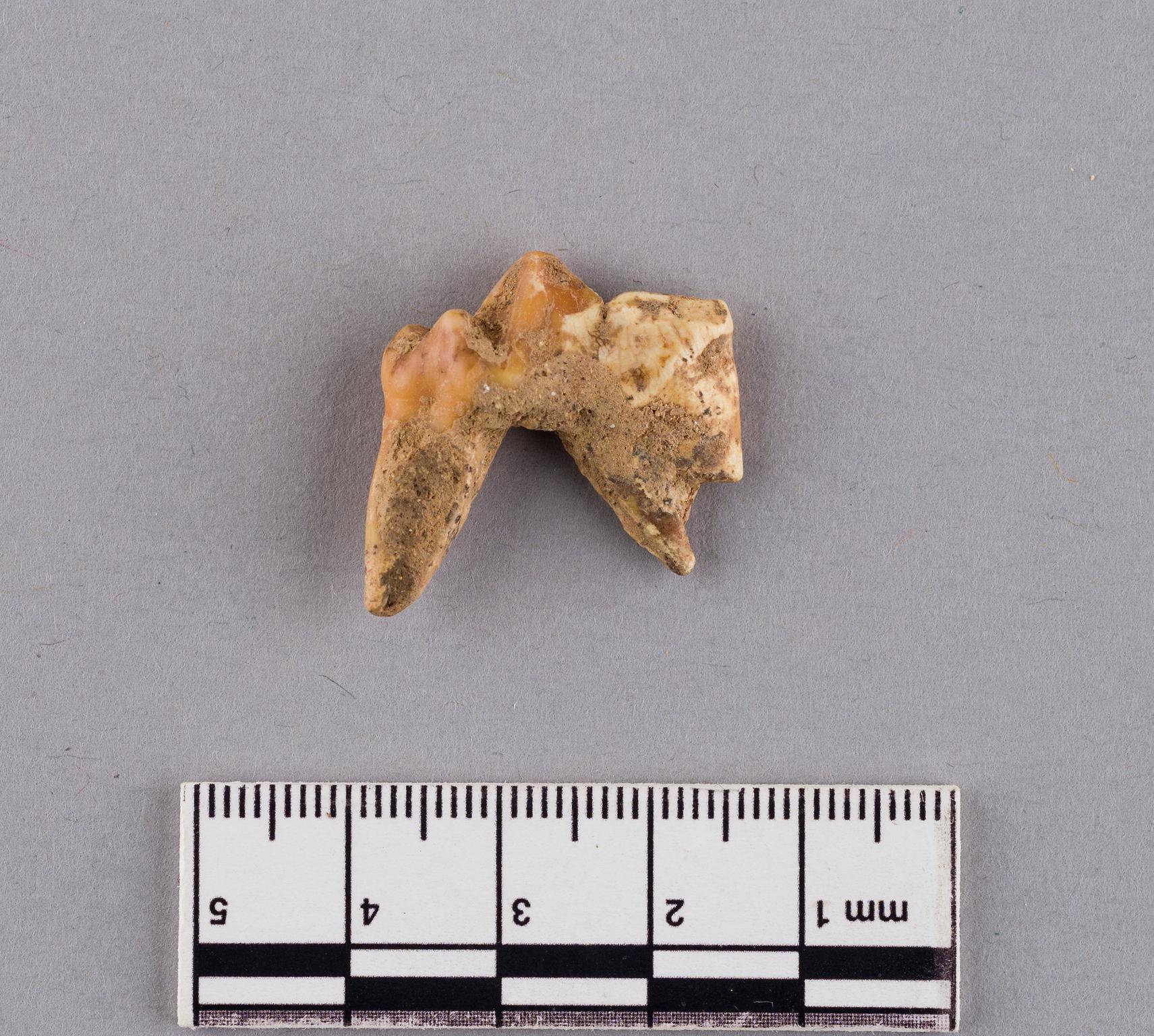 Pleistocene hyaena tooth