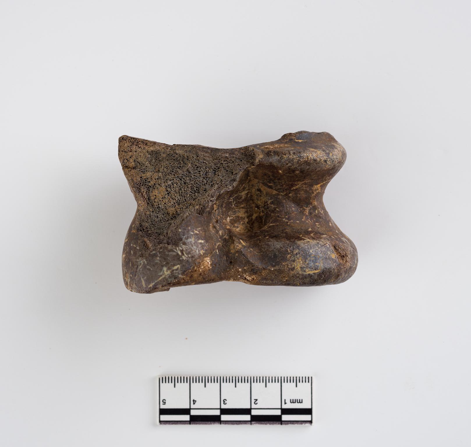 Pleistocene bison bone