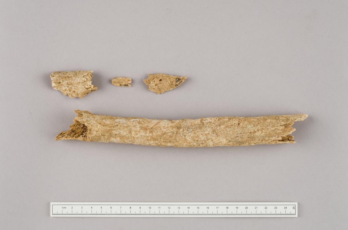 Neolithic human remains