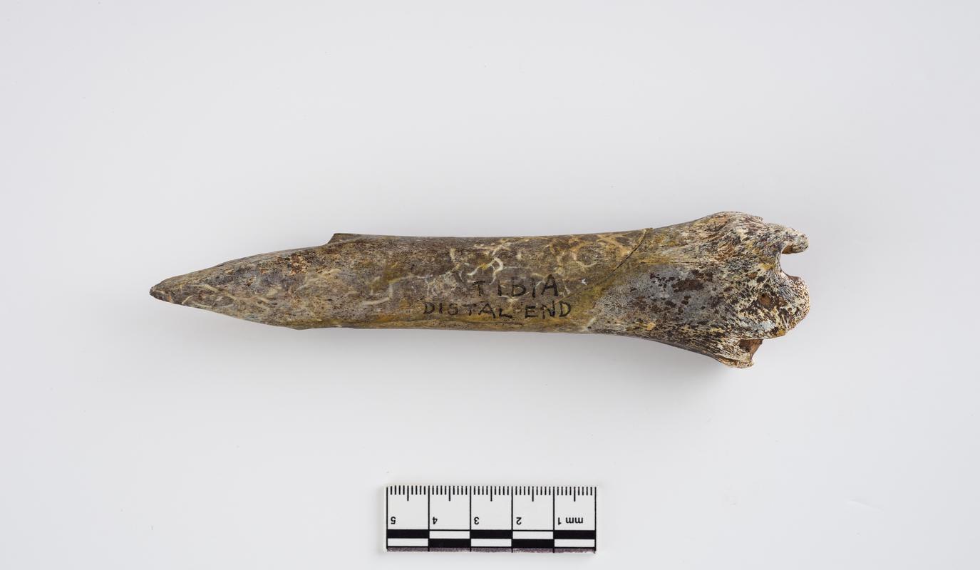 Pleistocene reindeer bone