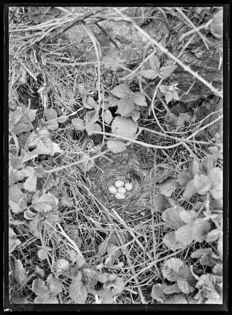 Jackdaw nest, glass negative