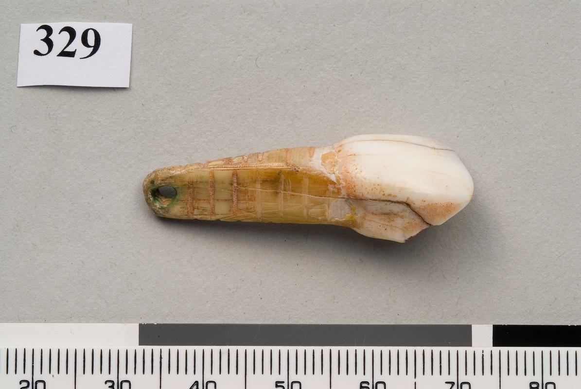 Upper Palaeolithic perforated tooth