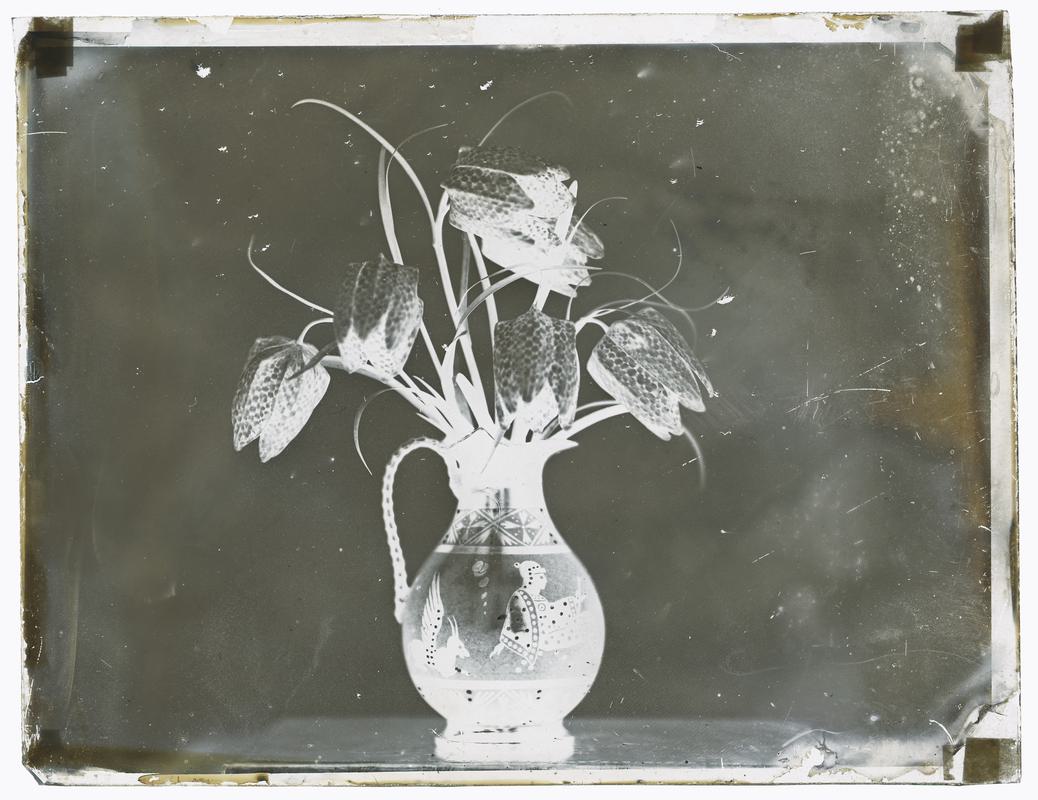 Jug of fritillaries, glass negative