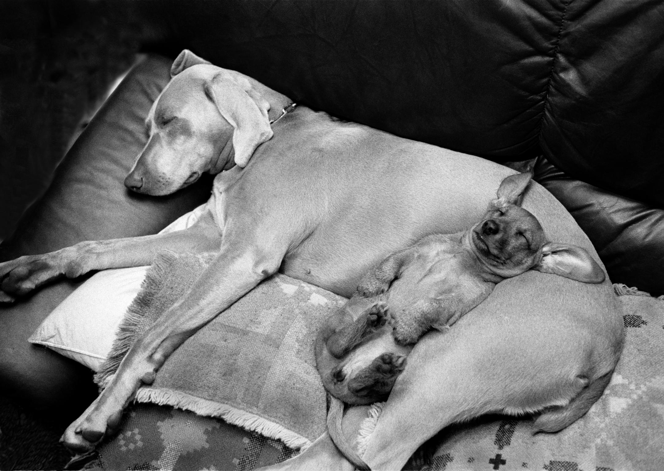 My dogs resting. Peewee and Hanna. Weimerana and wire haired miniature dachshund. Tintern, Wales