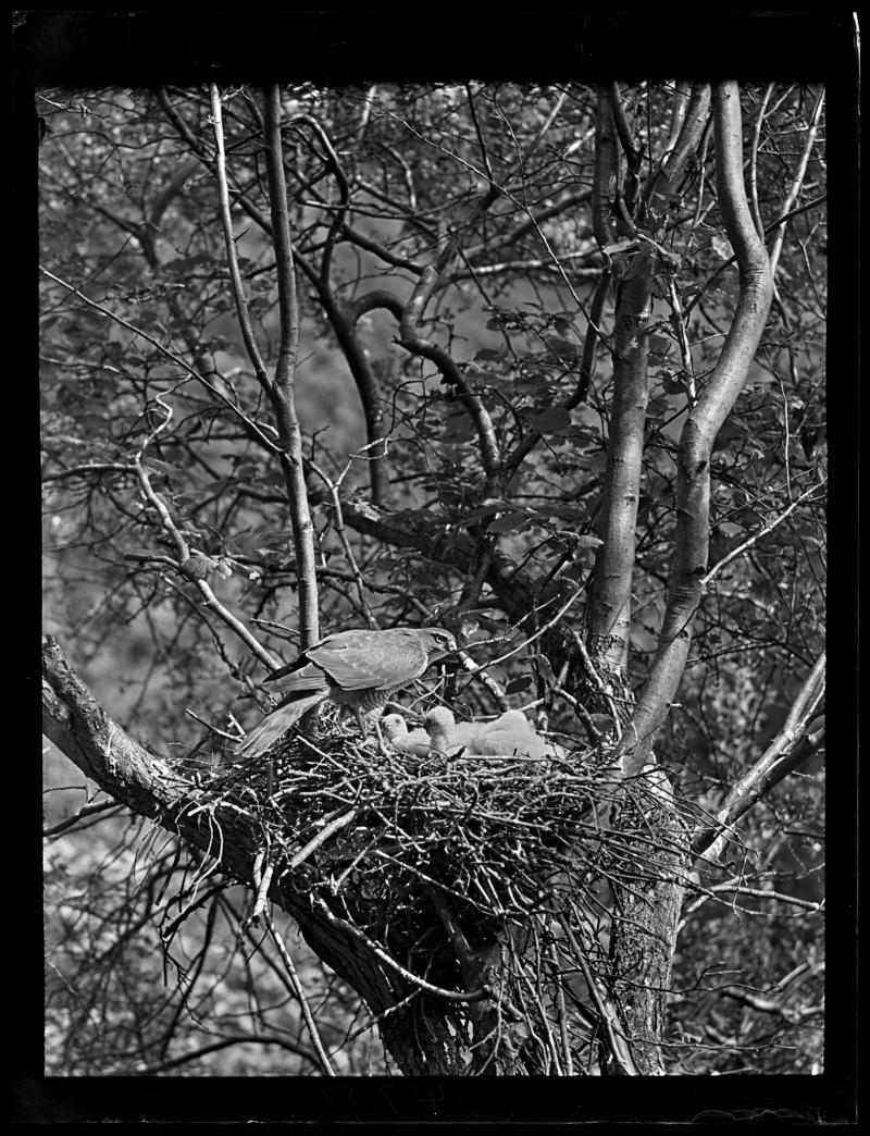 Sparrowhawks, glass negative