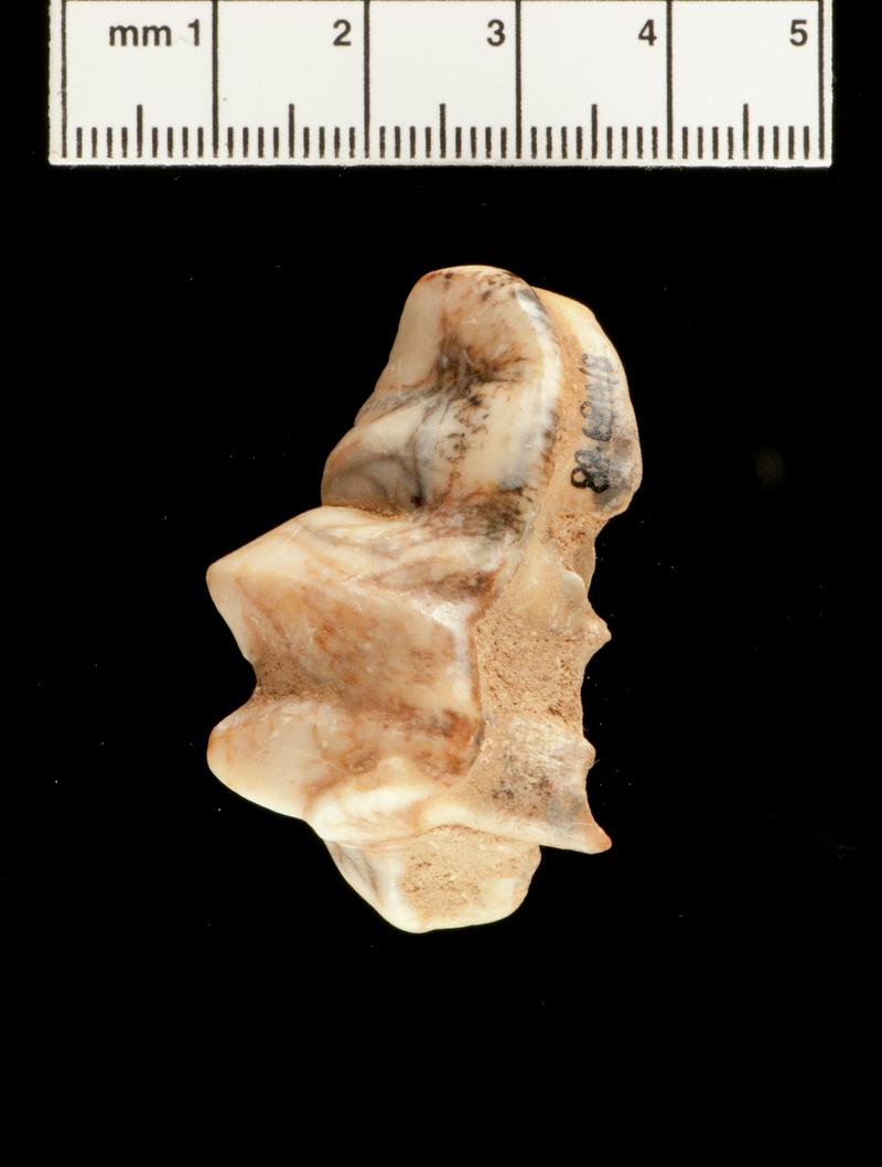 Pleistocene hyaena tooth