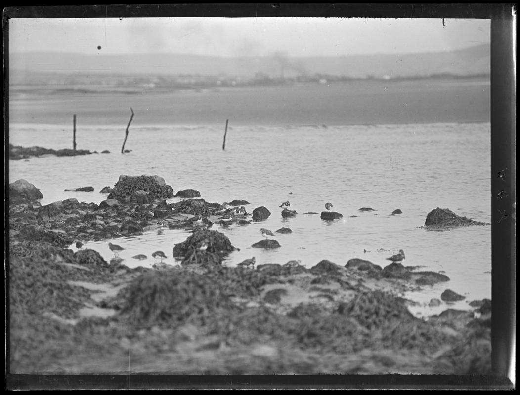 Turnstones, glass negative