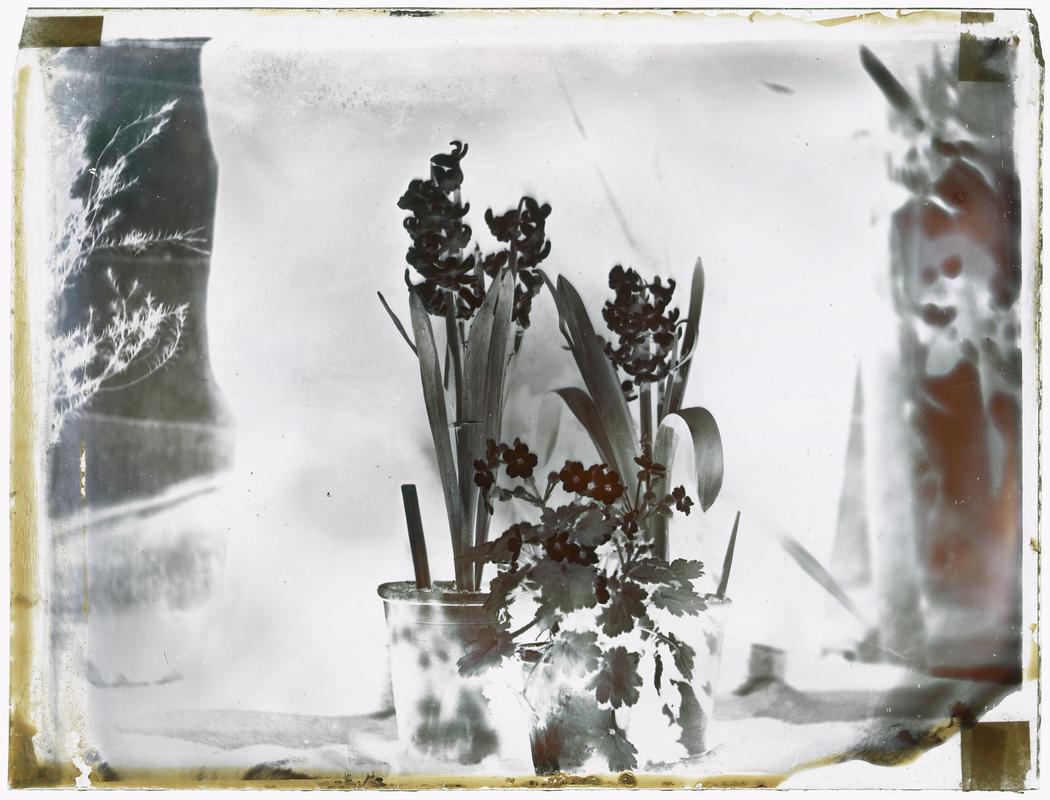 Pots of spring flowers, negative