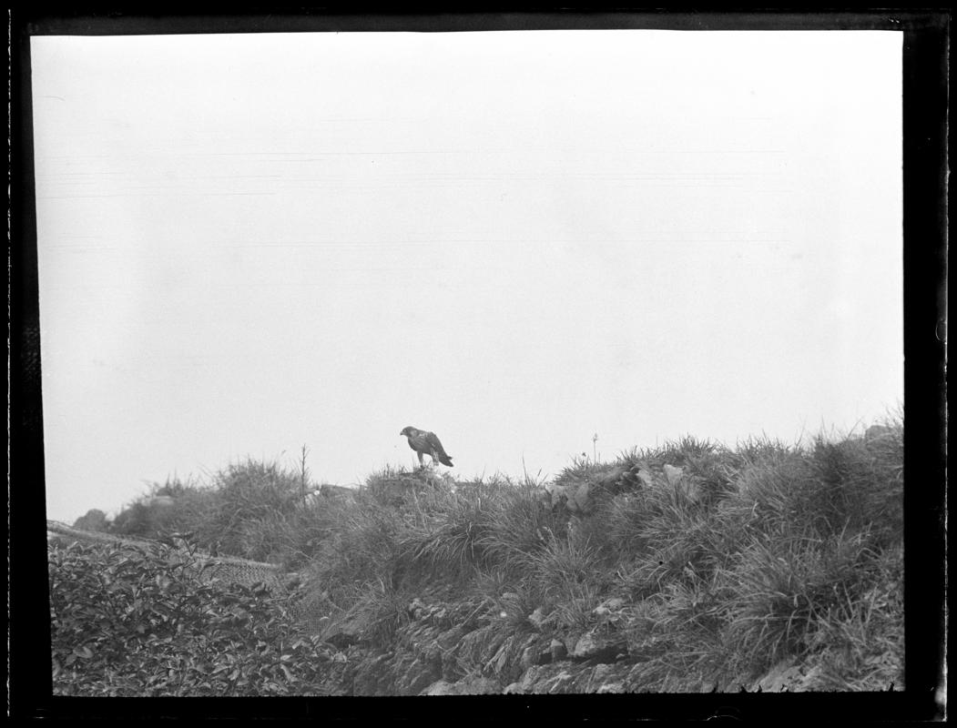 Peregrine, glass negative