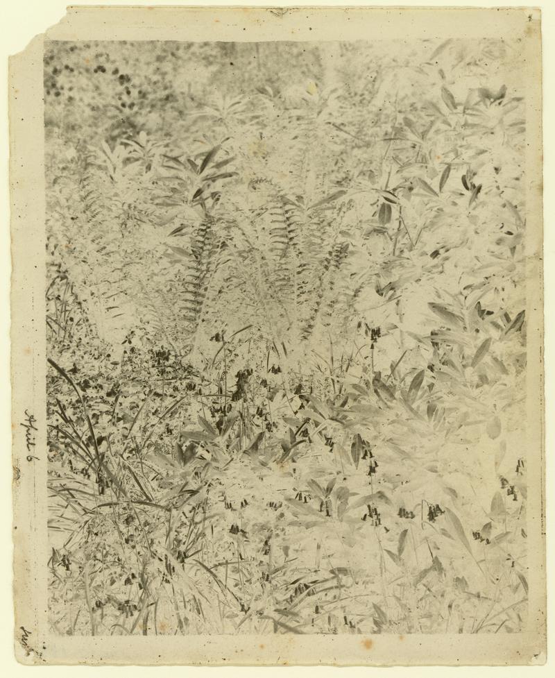 Ferns, negative