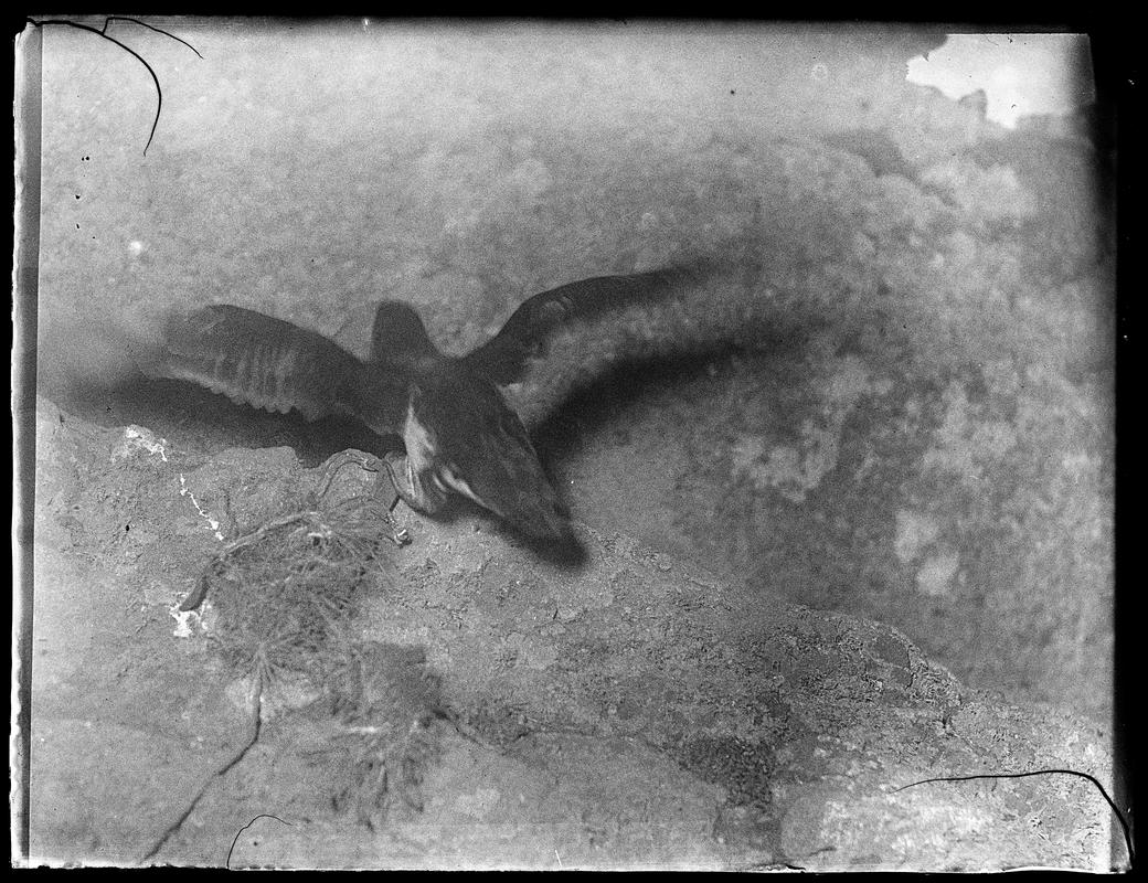 Manx Shearwater, glass negative