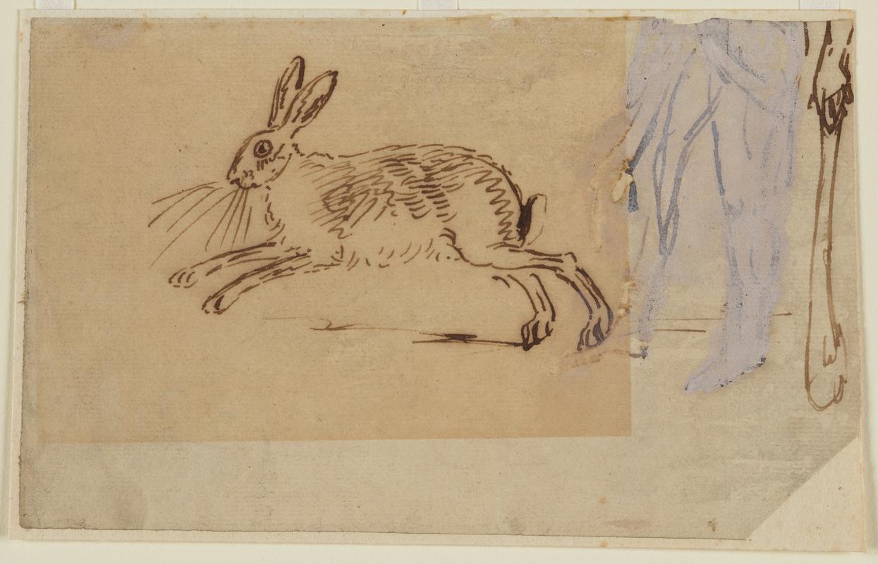 Study of a Hare