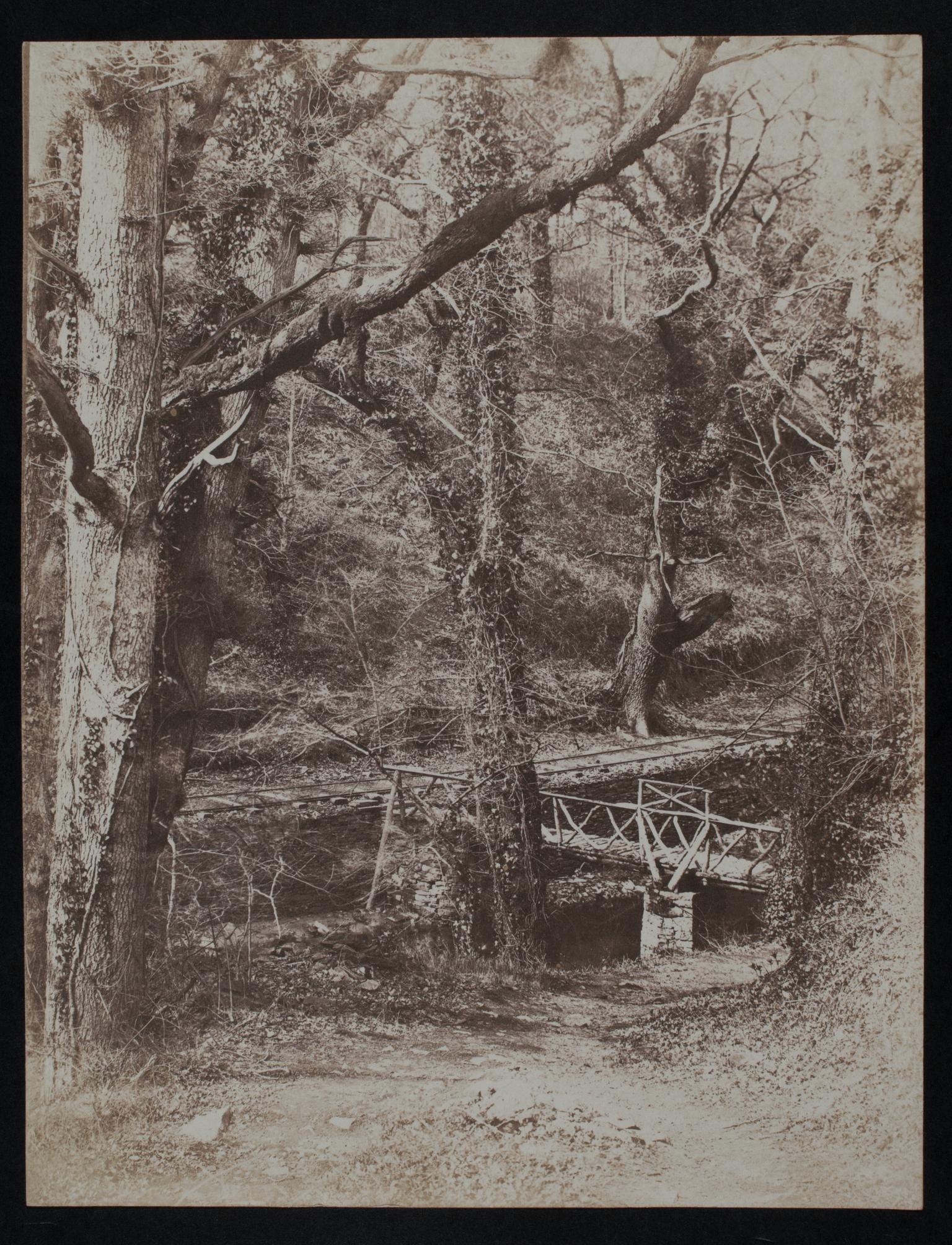 Woods showing bridge and railway track, photograph