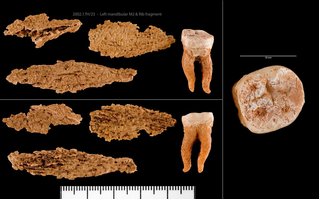 Left mandibular M2 and Rib fragment