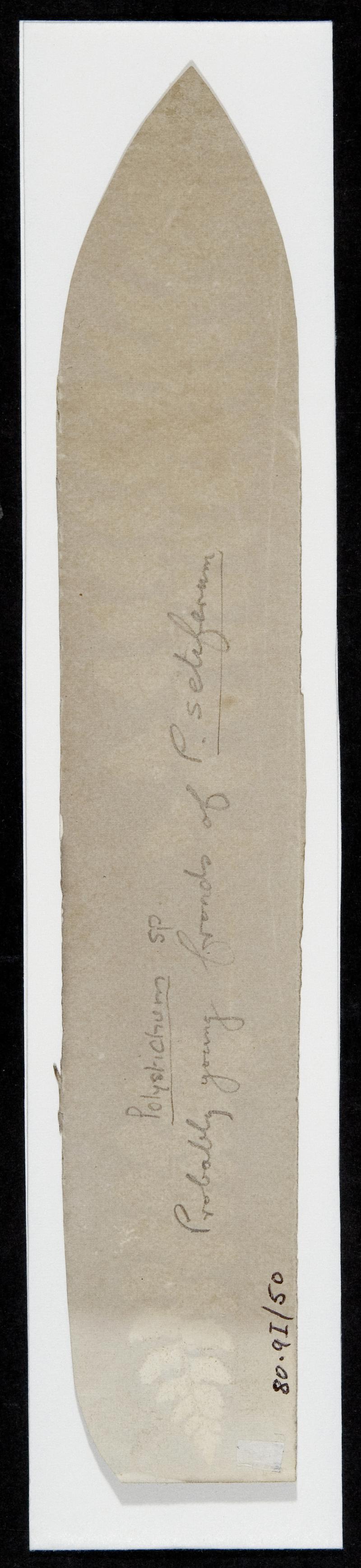 Photogenic drawing of fern leaves