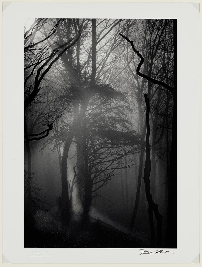 Tintern, Forest Landscape