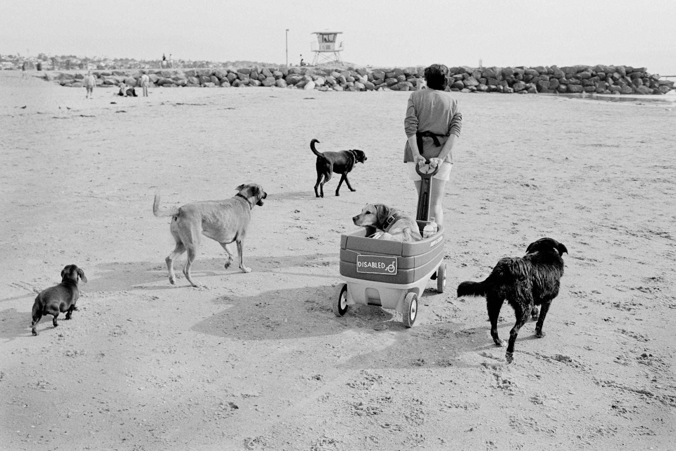 The Original Dog Beach in San Diego, CA is nationally famous and one of the first official leash-free beaches in the United States. California, USA