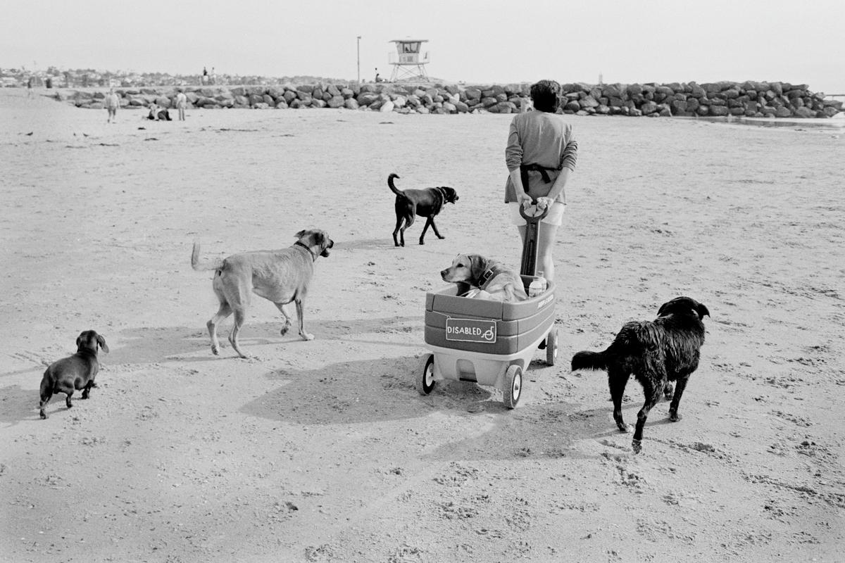 USA. CALIFORNIA. The Original Dog Beach in San Diego, CA is nationally famous and one of the first official leash-free beaches in the United States. It is a landmark in the community of Ocean Beach. 2002.