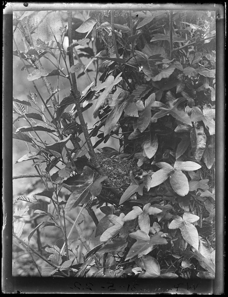 Chaffinch, glass negative