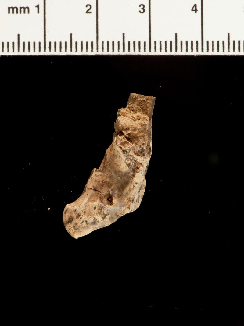 Pleistocene barnacle goose bone