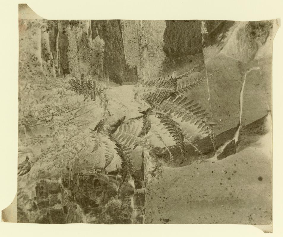 Ferns, negative