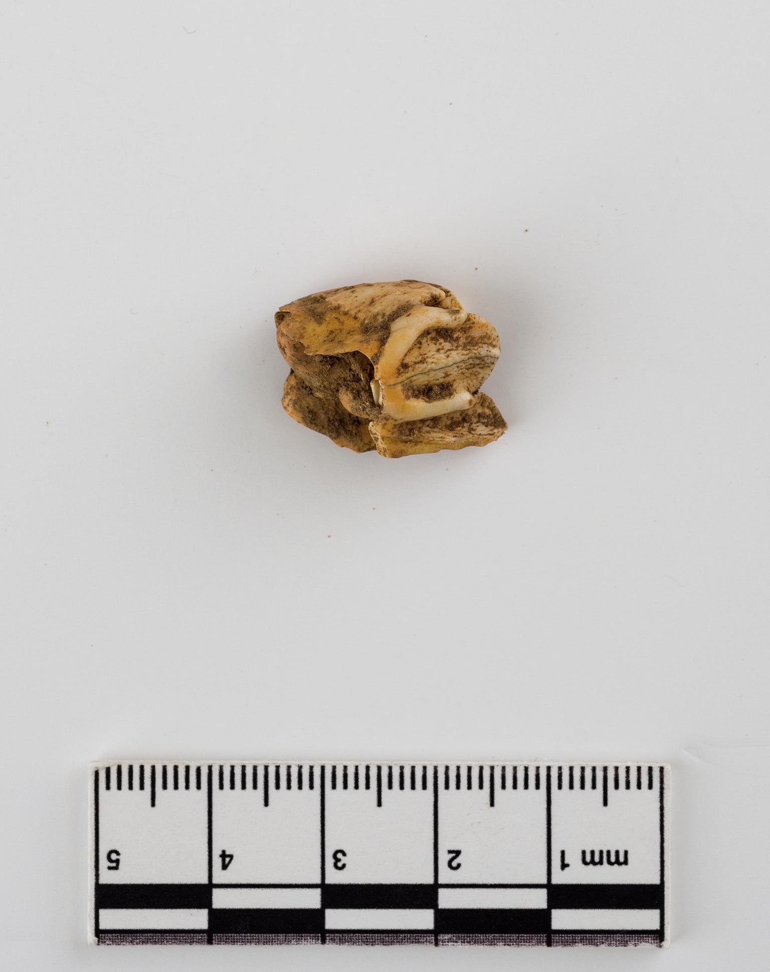 Pleistocene reindeer tooth