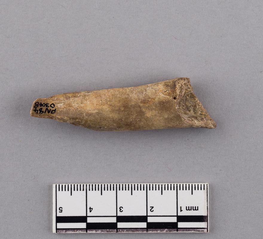 Pleistocene wolf bone