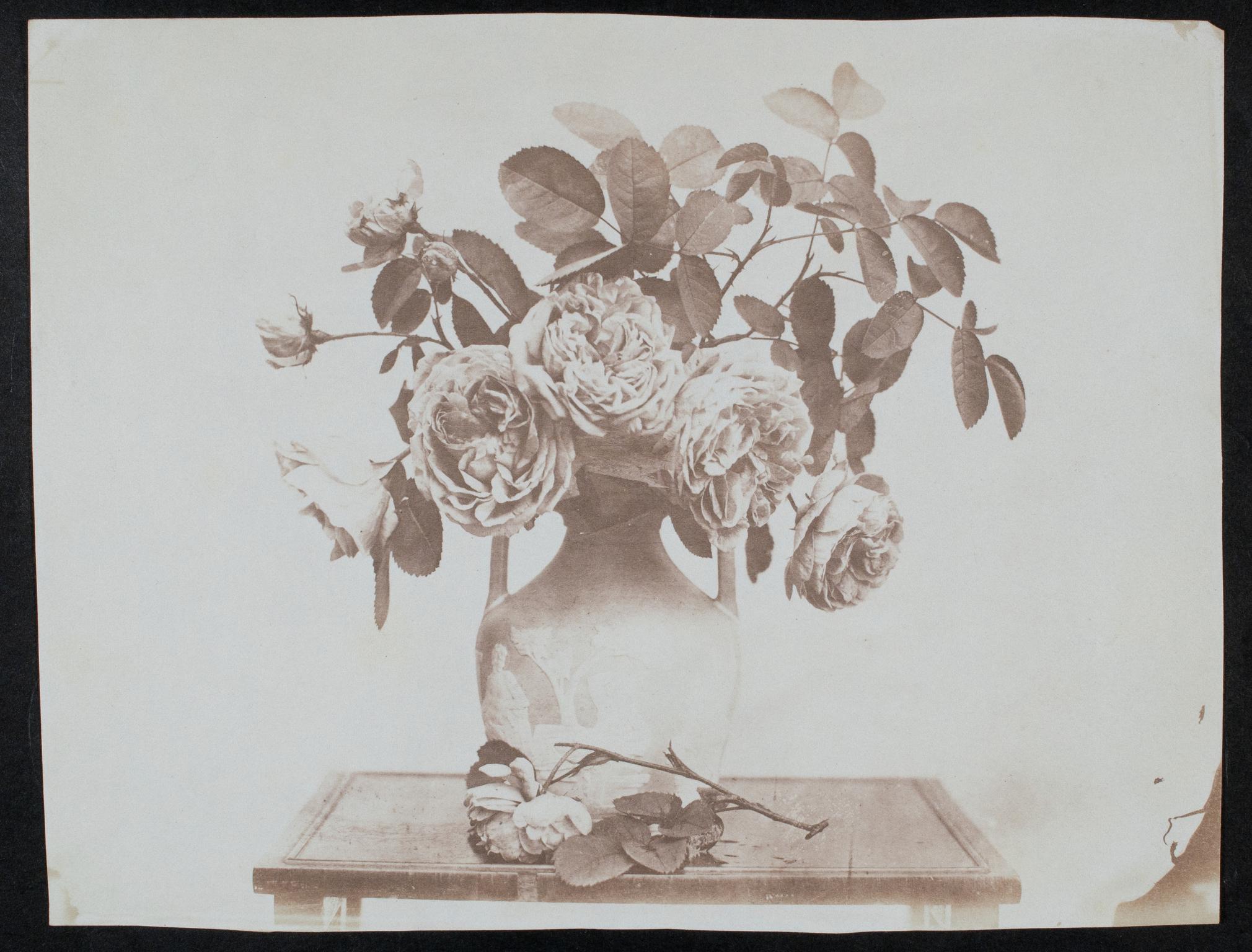 Vase of roses, photograph