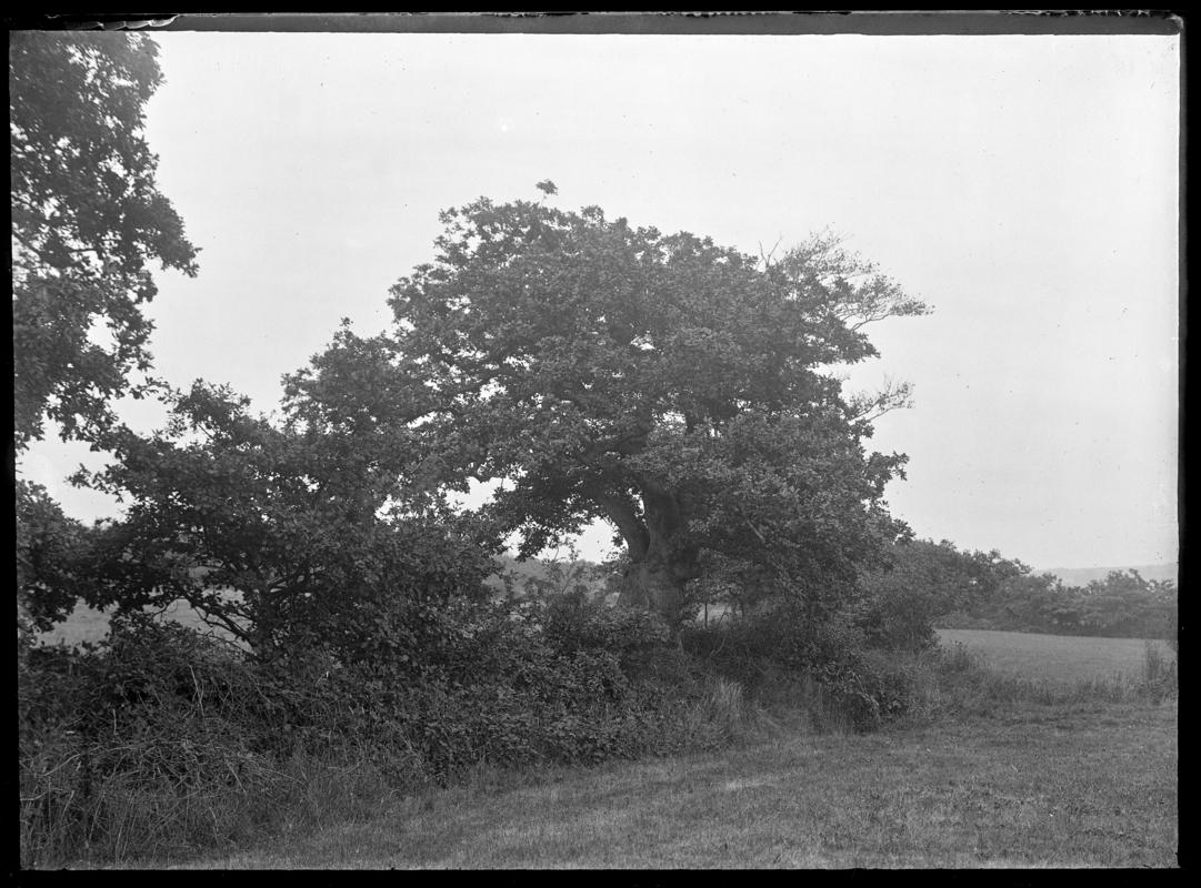 Barn Owl tree, glass negative