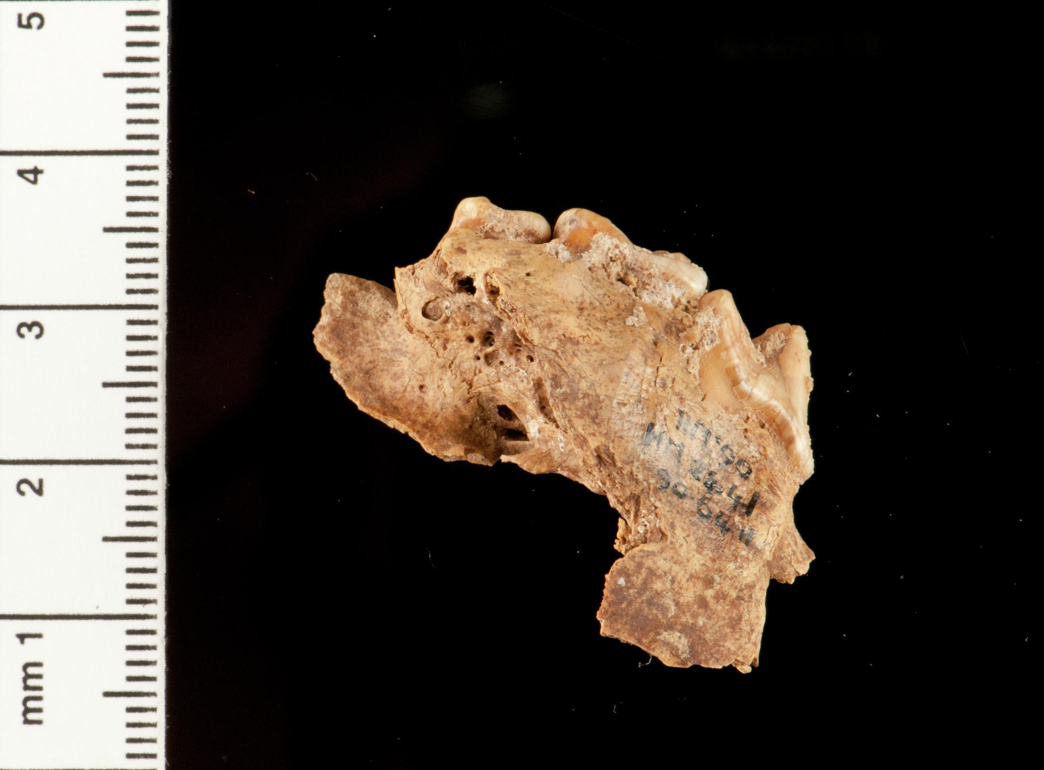 Pleistocene / Holocene fox bone
