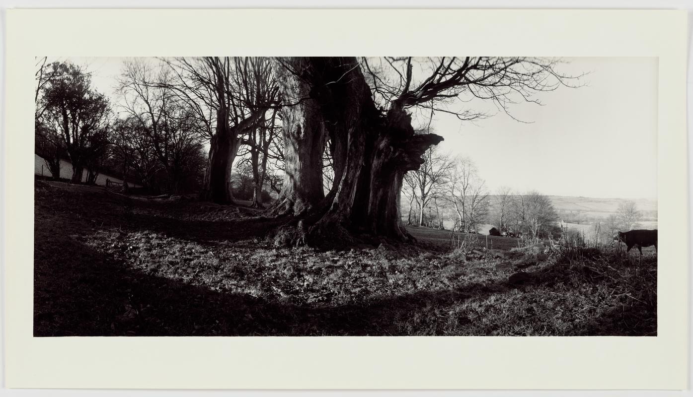 Trees, Cow, Brecon Beacons  1976/7
