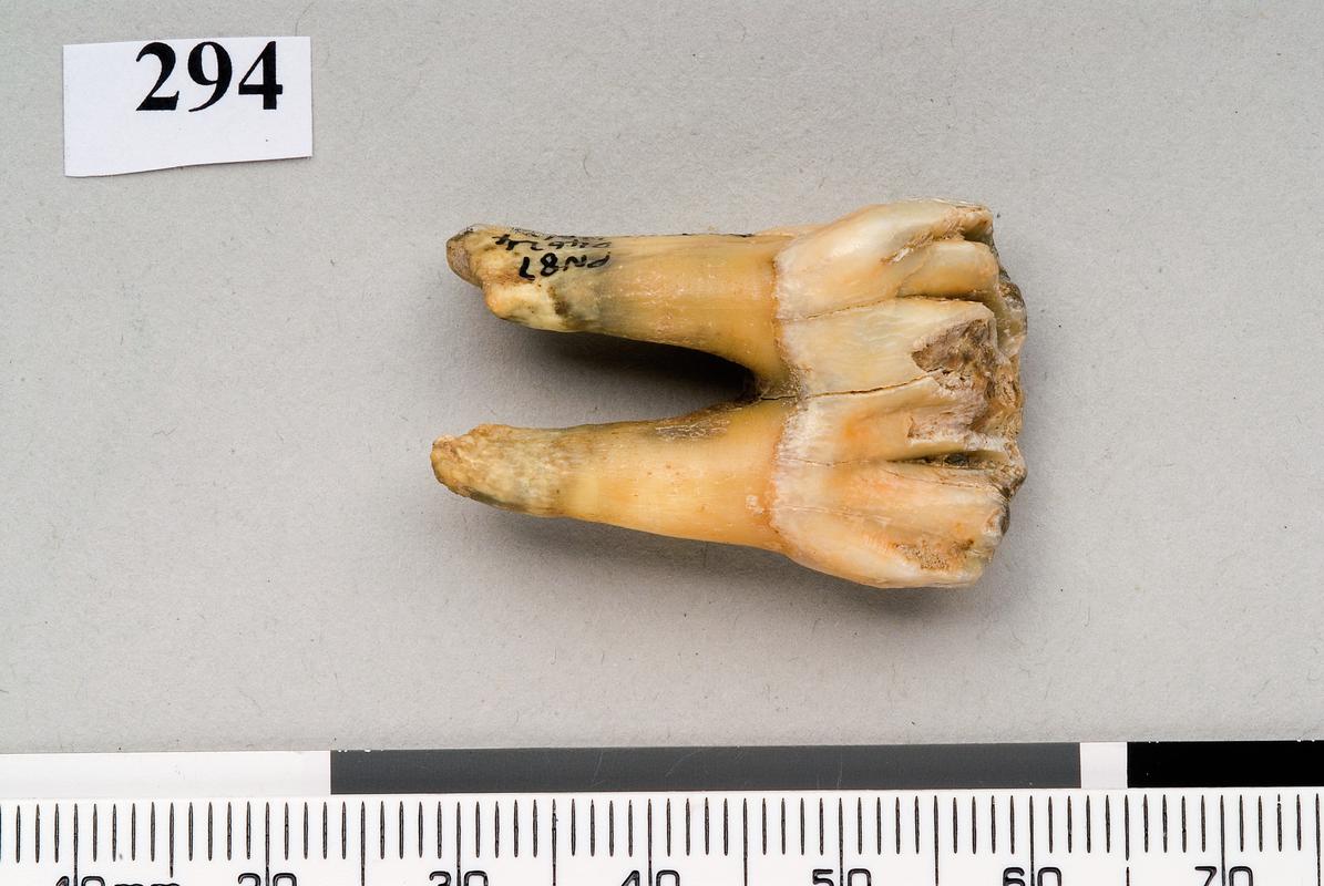 Pleistocene bison tooth . Pontnewydd Cave