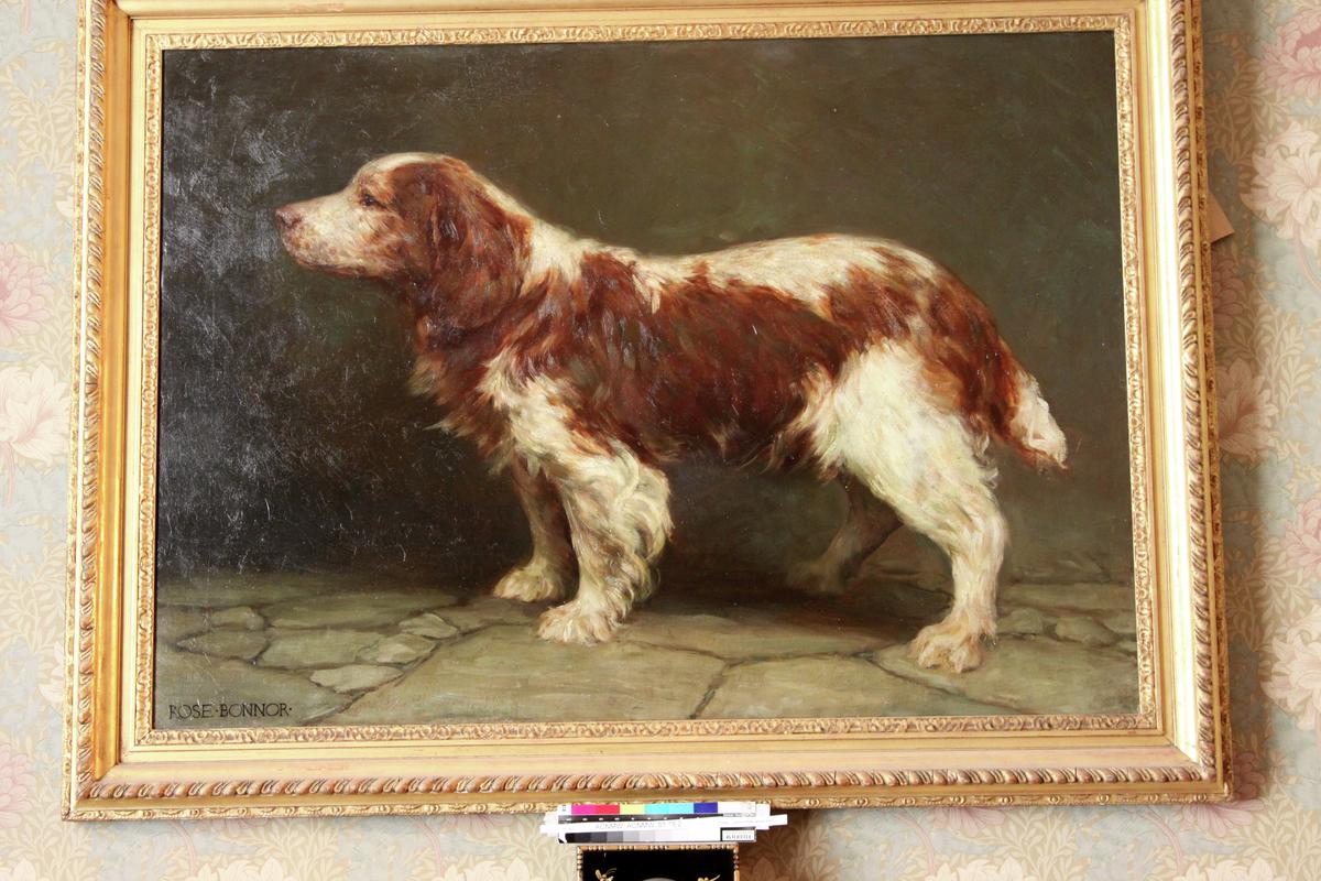 Corwen, Champion Welsh Springer Spaniel