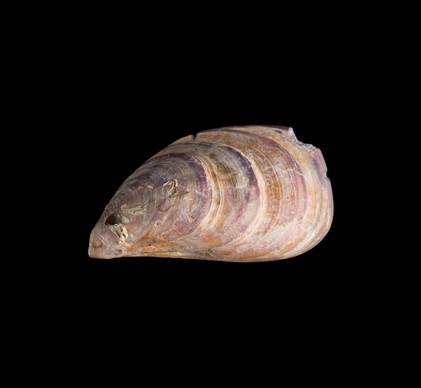 Roman shell, utilized