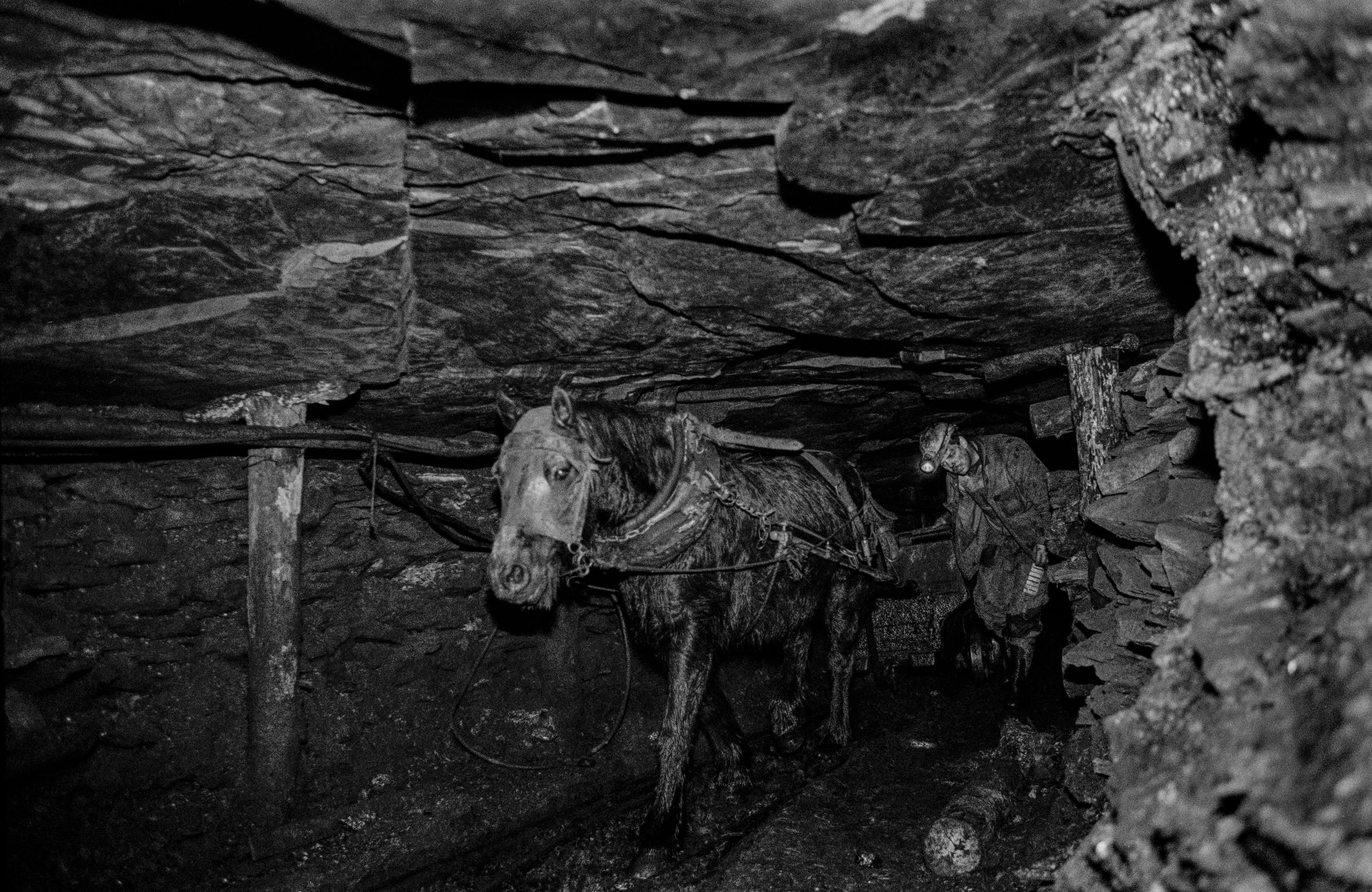 Black Mountain coal. Pit ponies each have an individual handler who is responsible for its health, welfare and cleanliness. Neath, Wales