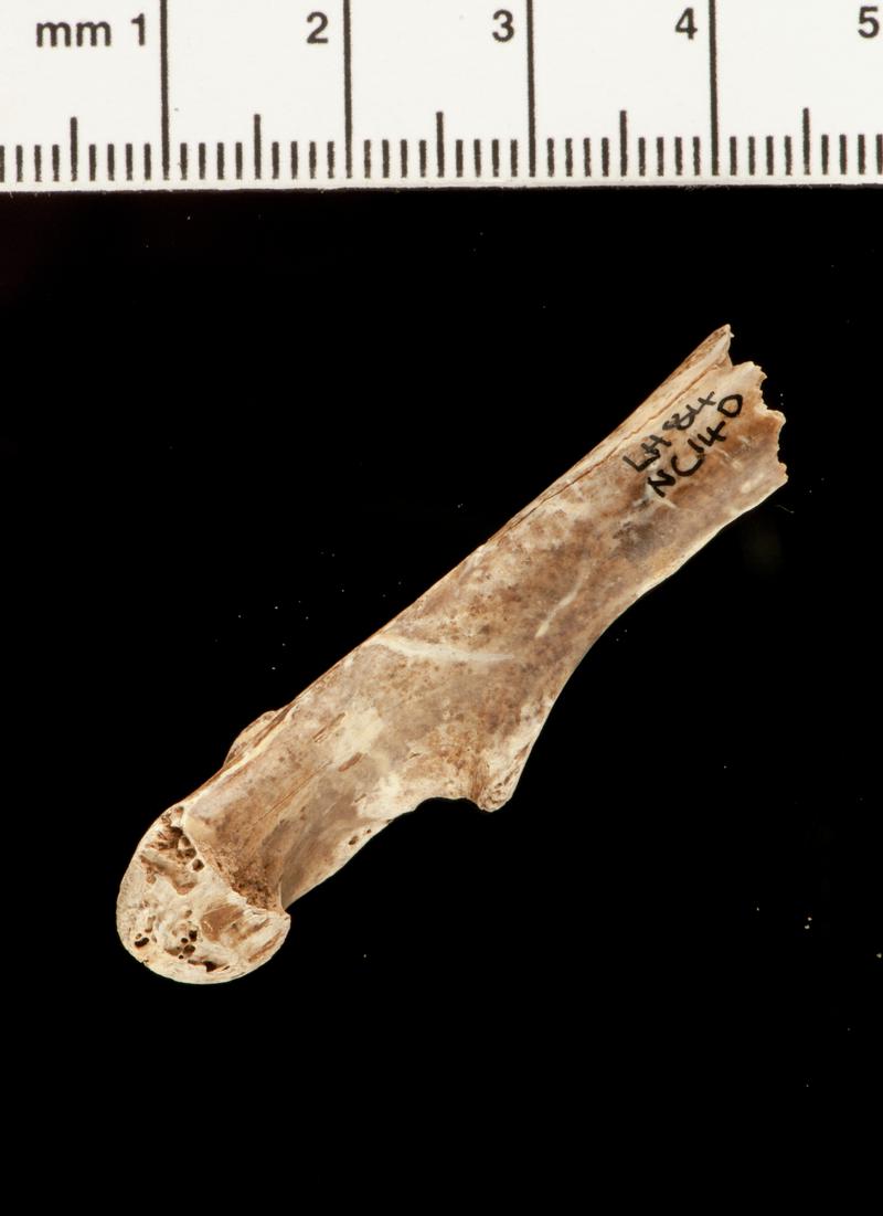 Pleistocene barnacle goose bone