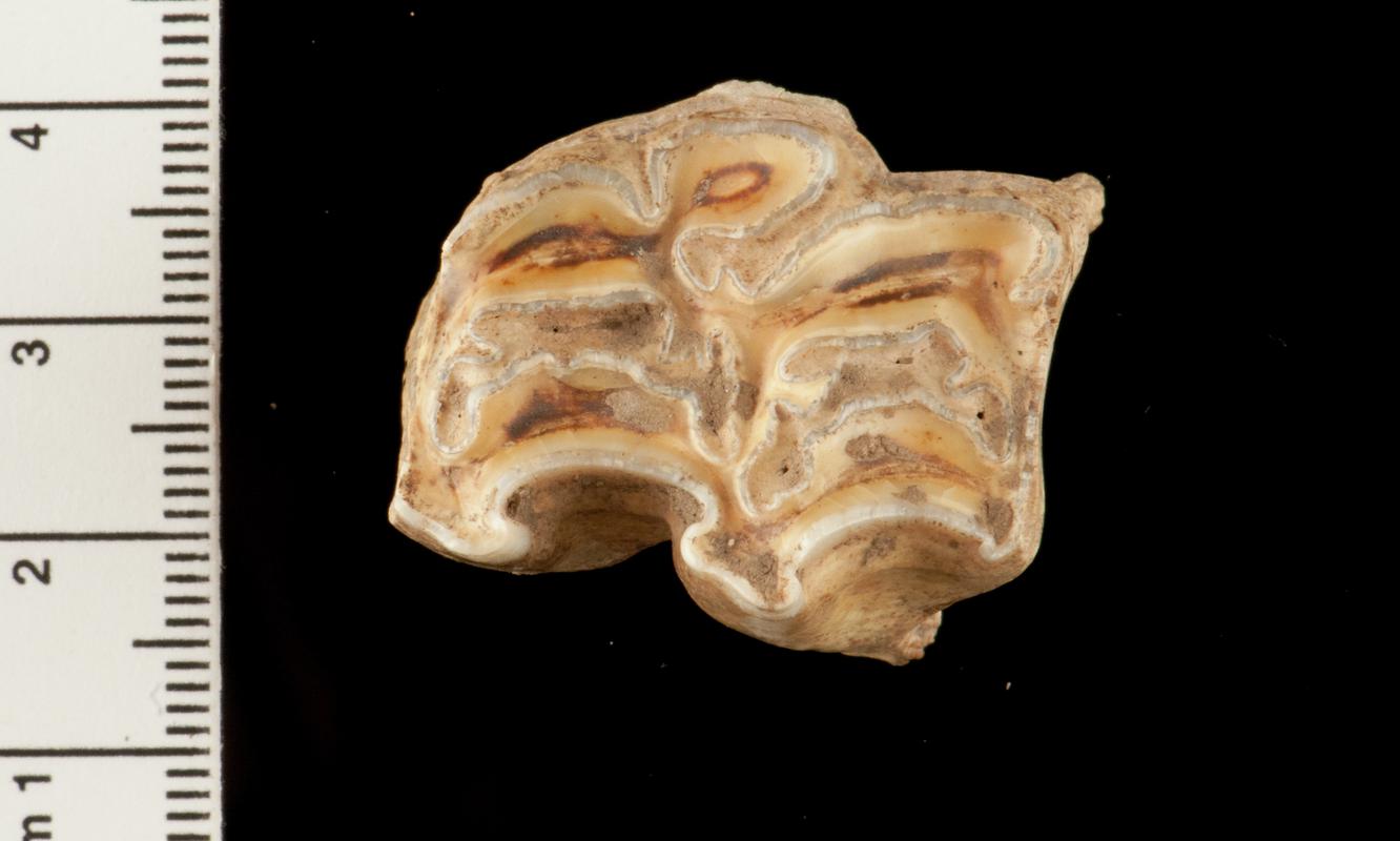 Pleistocene horse tooth
