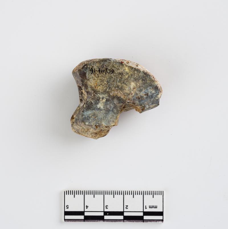 Pleistocene bison bone