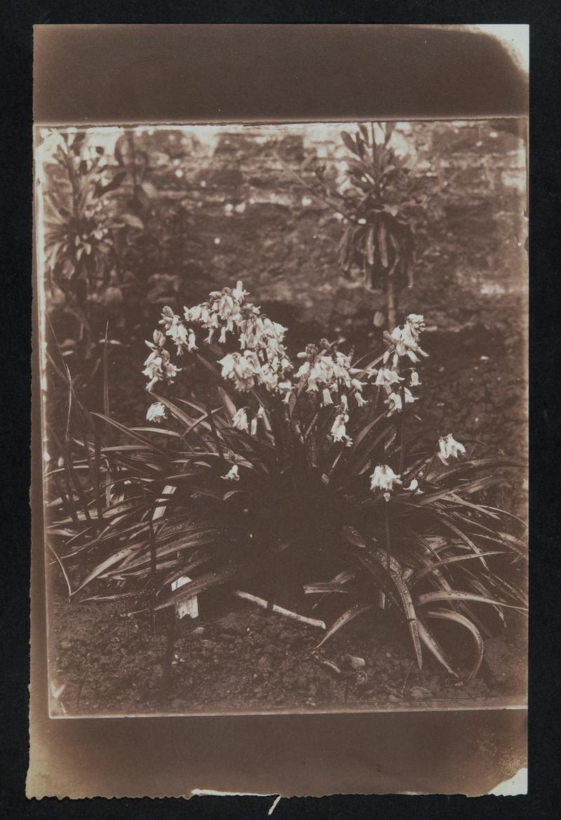 Bluebells, photograph