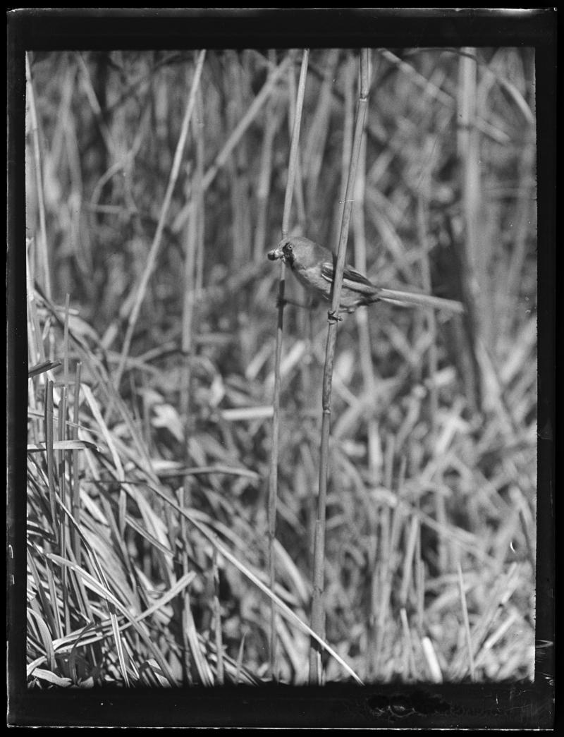 Bearded Tit, glass negative