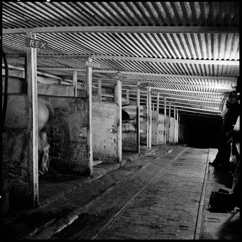 Black and white film negative showing a pit pony at the underground stables, Tower Colliery December 1979.  'Tower Colliery pit pony Dec 1979' is transcribed from original negative bag.  Appears to be identical to 2009.3/1361.