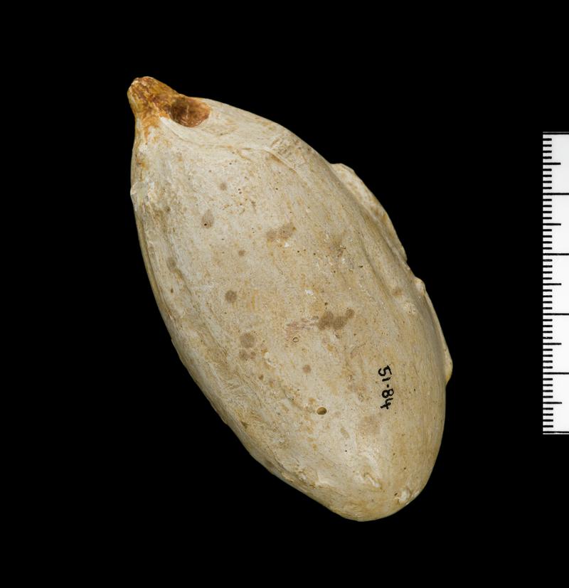 Paviland Cave mammoth ivory pendant (replica)