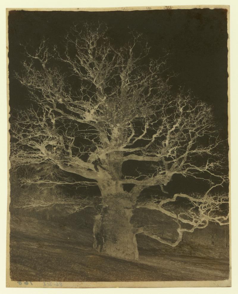 Billy Wilkins in the park at Melbury (negative)