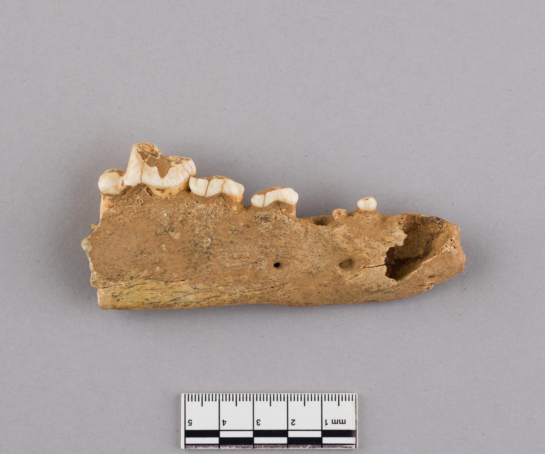 Pleistocene wolf bone