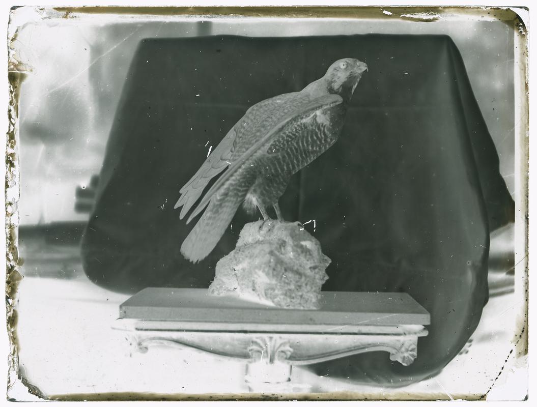 Stuffed hawk on table, glass negative