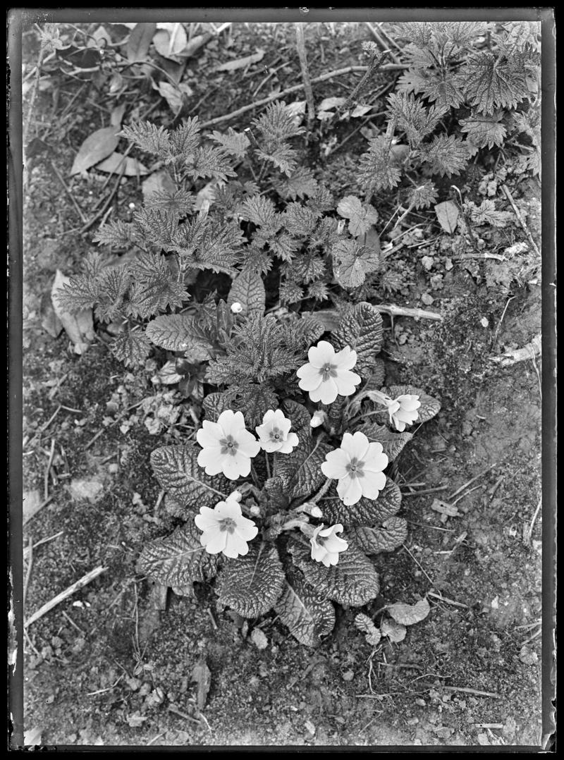 Primroses, glass negative