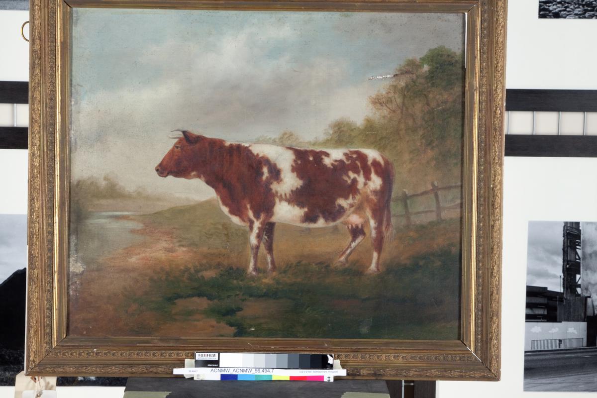 Cow in a field, Berthlwyd Farm, Pontypridd